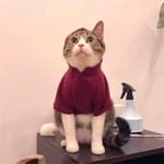 Cristian Velázquez avatar